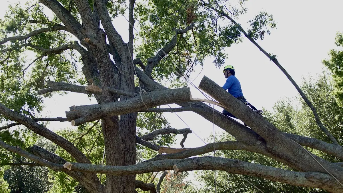 Professional Hazardous Tree Removal performed by certified arborists in Worcester