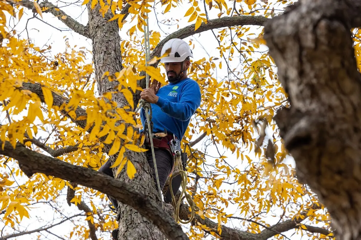 Skilled Tree Planting crew working in Worcester